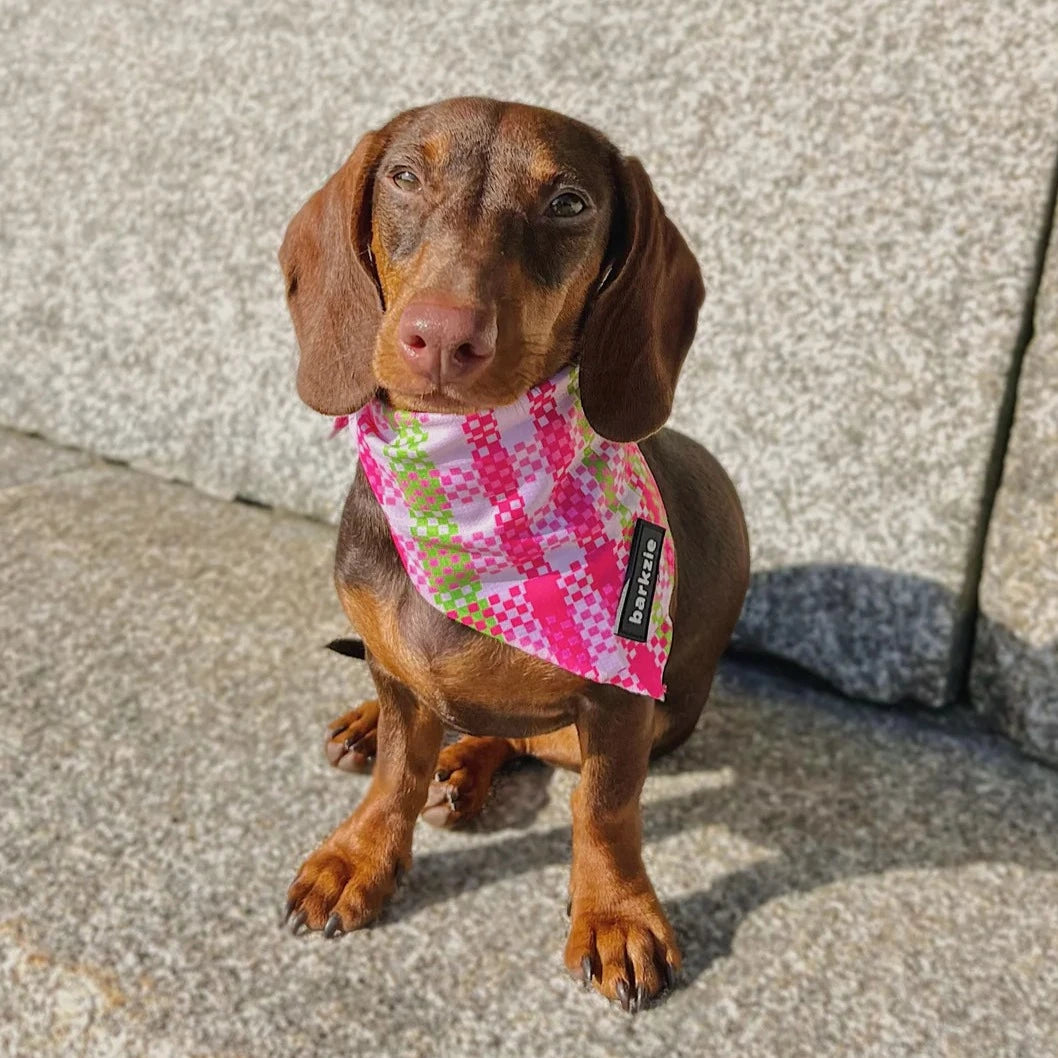 Bandana Santa Mónica